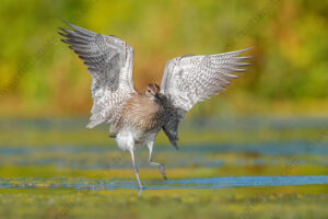 Photos of Whimbrel (Numenius phaeopus)