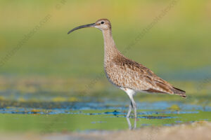 Photos of Whimbrel (Numenius phaeopus)