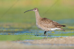 Photos of Whimbrel (Numenius phaeopus)