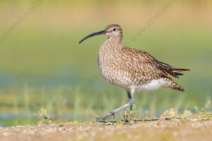 Photos of Whimbrel (Numenius phaeopus)