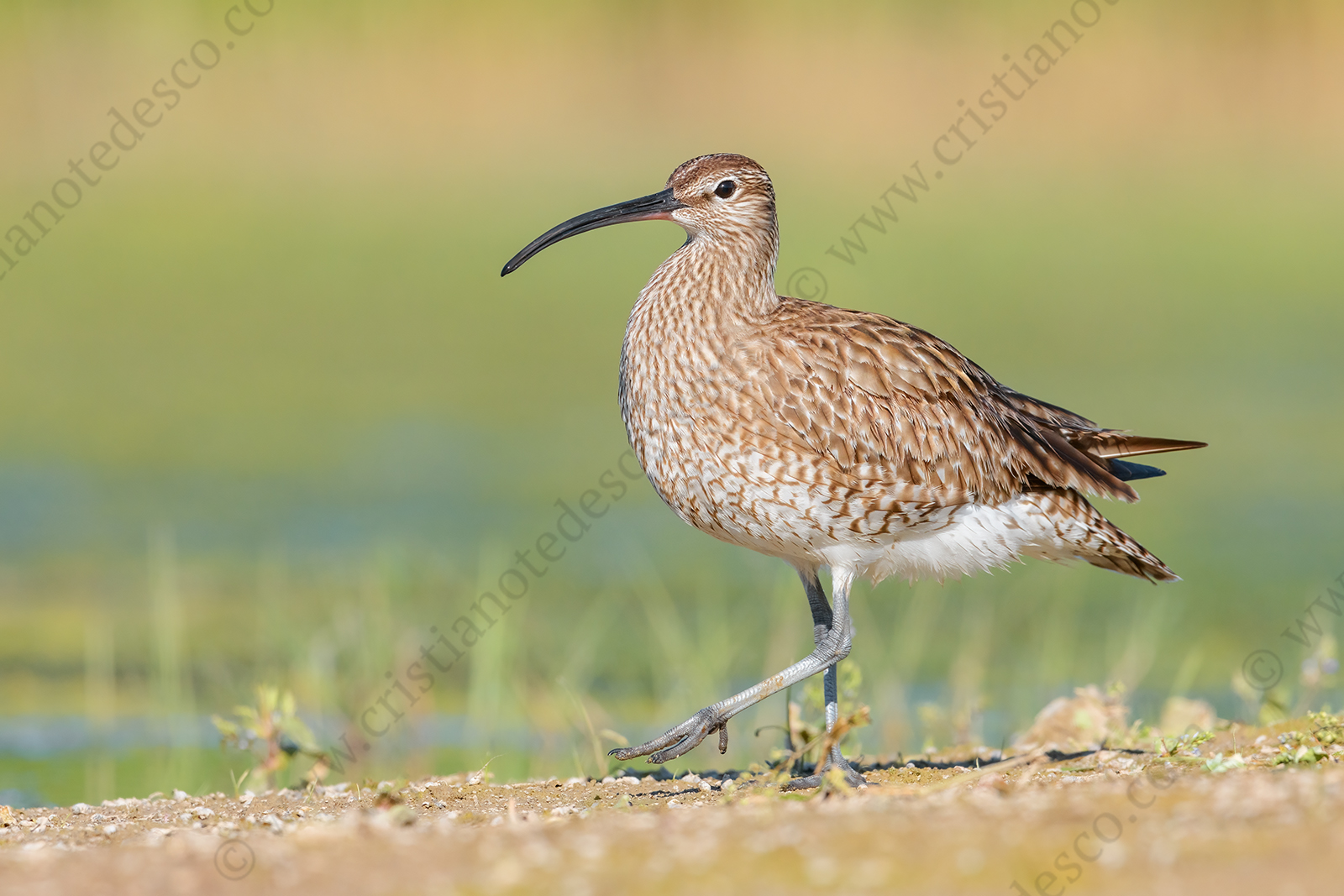 Photos of Whimbrel (Numenius phaeopus)