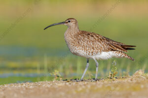 Photos of Whimbrel (Numenius phaeopus)