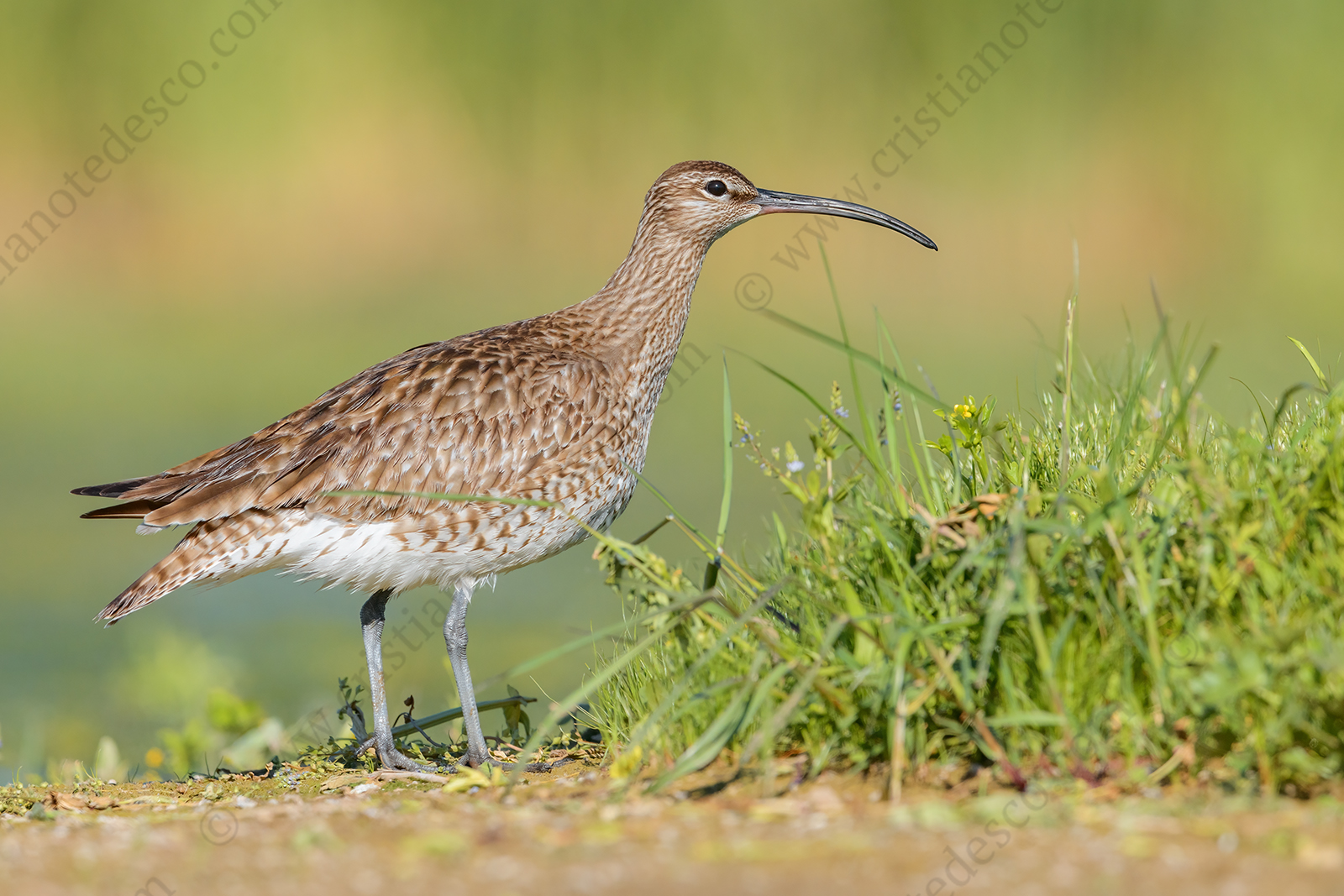 Photos of Whimbrel (Numenius phaeopus)