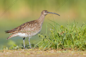 Photos of Whimbrel (Numenius phaeopus)