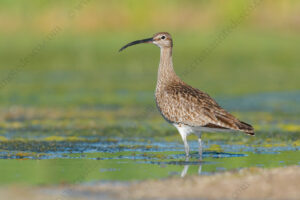 Foto di Chiurlo piccolo (Numenius phaeopus)