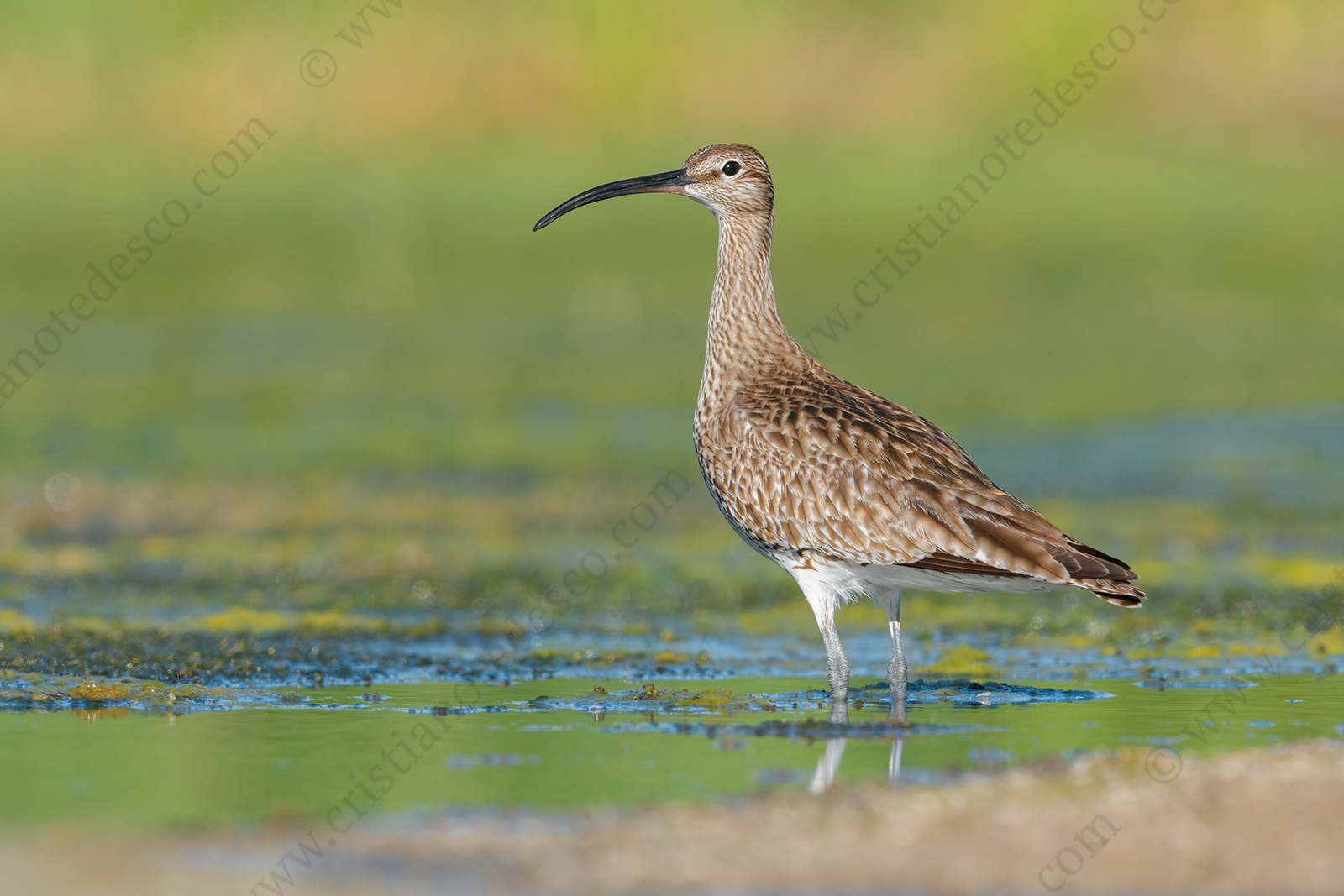 Photos of Whimbrel (Numenius phaeopus)