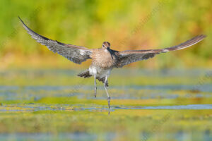 Foto di Chiurlo piccolo (Numenius phaeopus)