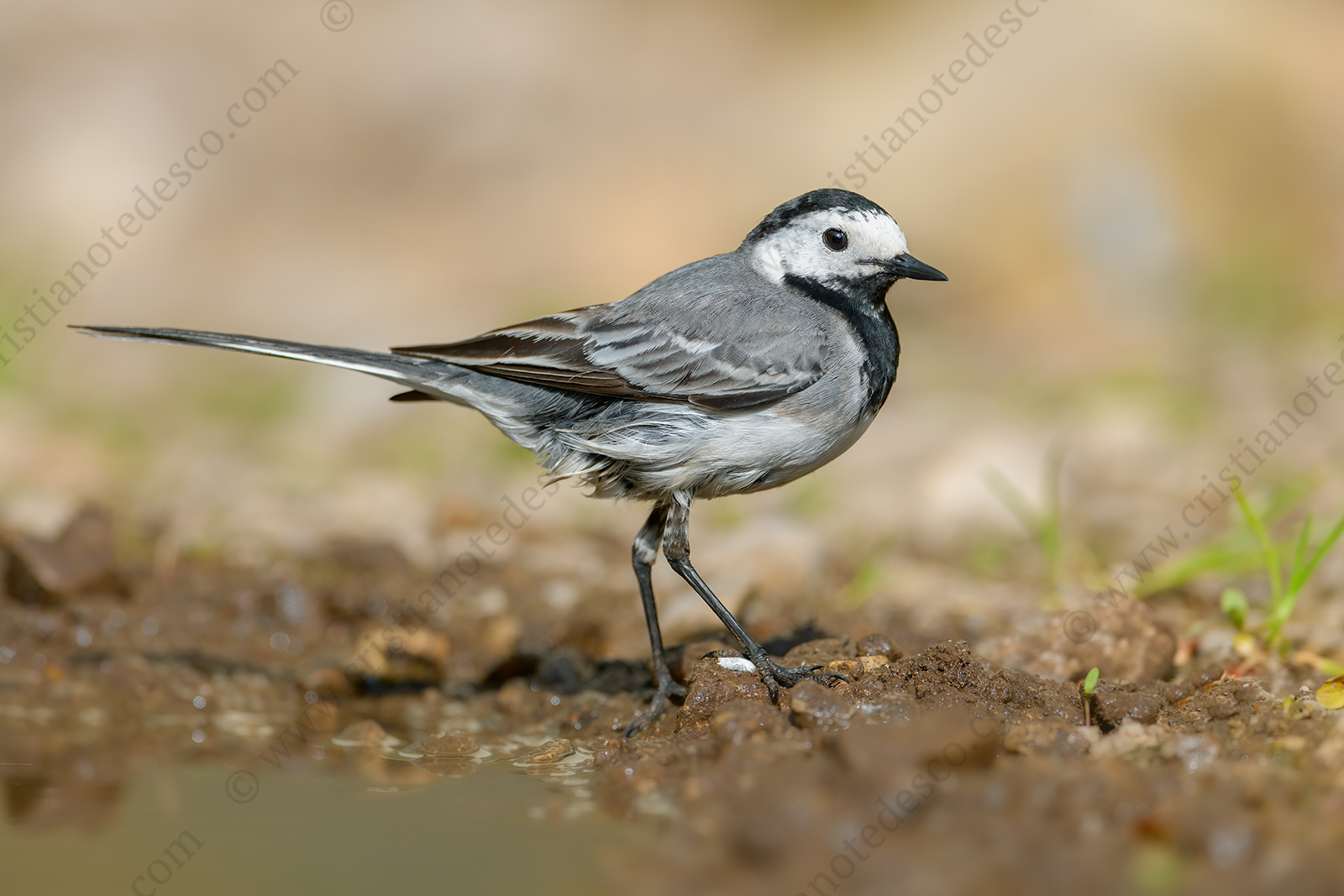 Foto di Ballerina bianca (Motacilla alba)