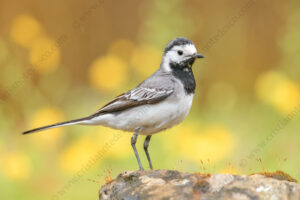 Foto di Ballerina bianca (Motacilla alba)