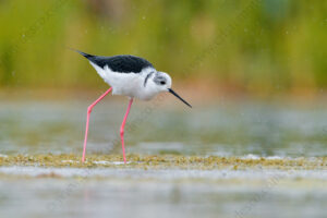 Foto di Cavaliere d'Italia (Himantopus himantopus)