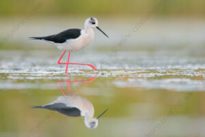 Foto di Cavaliere d'Italia (Himantopus himantopus)