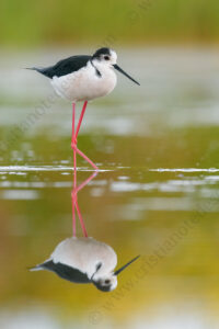 Foto di Cavaliere d'Italia (Himantopus himantopus)