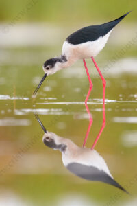 Foto di Cavaliere d'Italia (Himantopus himantopus)