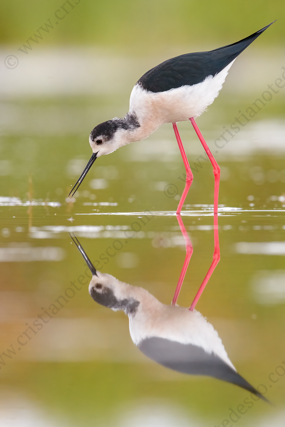 Black-winged Stilt images (Himantopus himantopus)
