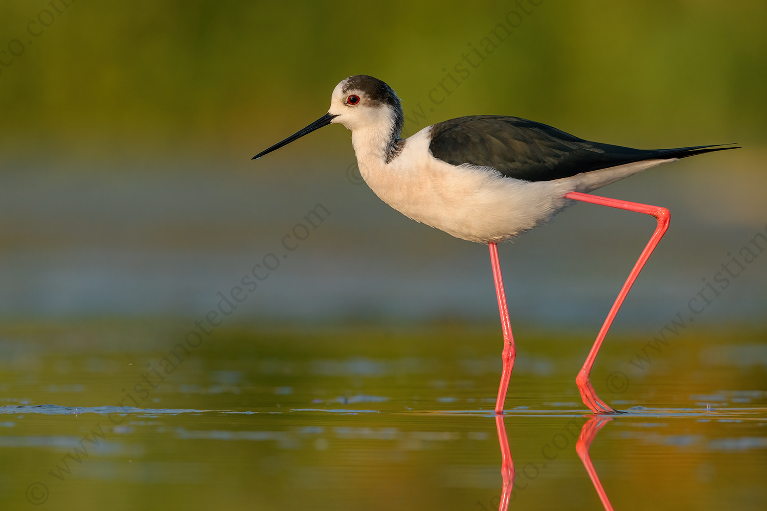 Foto di Cavaliere d'Italia (Himantopus himantopus)