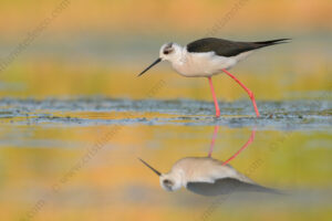 Foto di Cavaliere d'Italia (Himantopus himantopus)