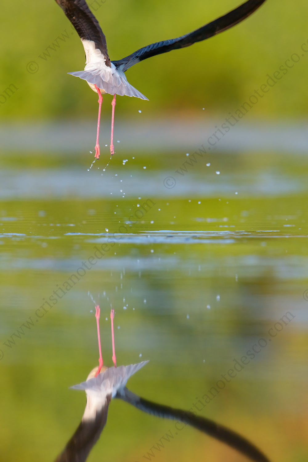 Foto di Cavaliere d'Italia (Himantopus himantopus)