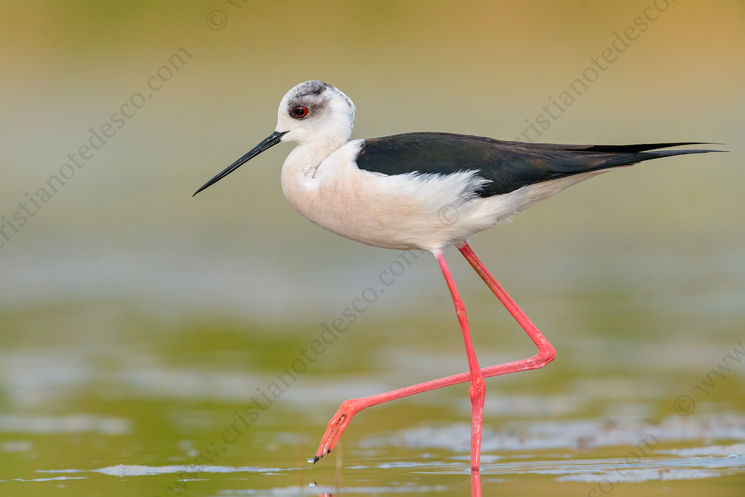 Foto di Cavaliere d'Italia (Himantopus himantopus)