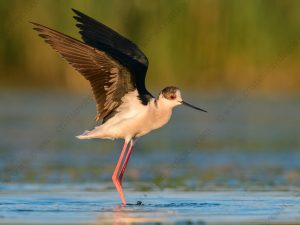 Foto di Cavaliere d'Italia (Himantopus himantopus)