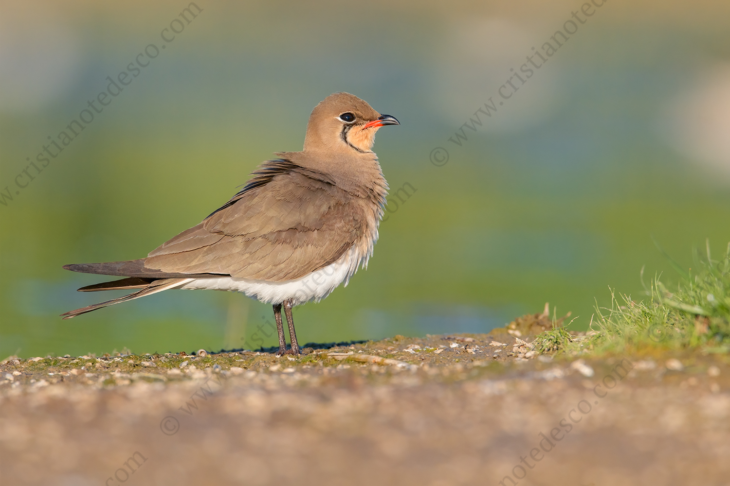 Photos of Collared Pratincole (Glareola pratincola)