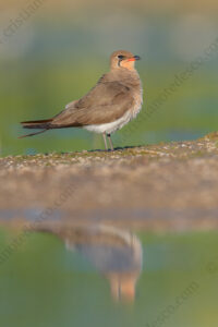 Photos of Collared Pratincole (Glareola pratincola)