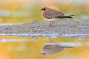 Photos of Collared Pratincole (Glareola pratincola)