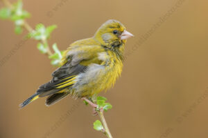 Foto di Verdone (Chloris chloris)