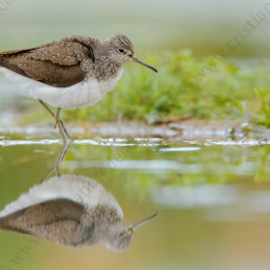 Foto di Piro piro culbianco (Tringa ochropus)