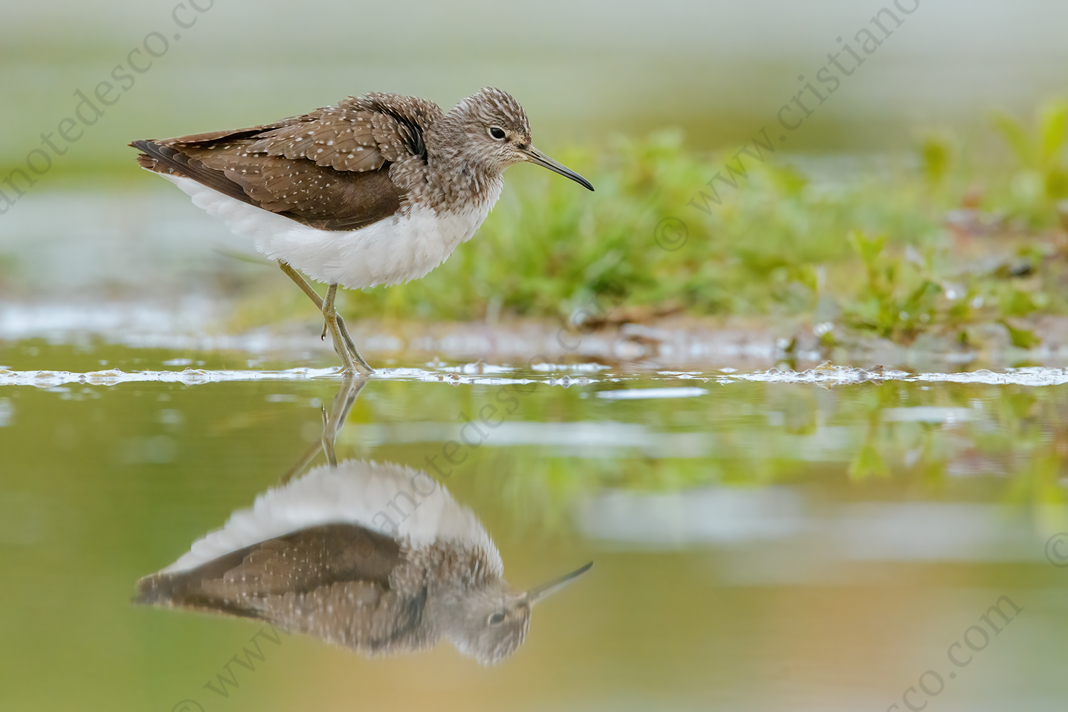 Photos of Green Sandpiper (Tringa ochropus)