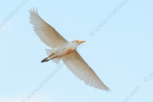 Photos of Cattle Egret (Bubulcus ibis)