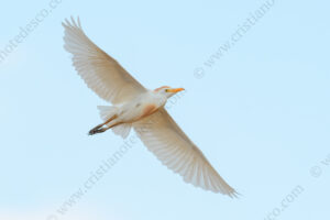 Foto di Airone guardabuoi (Bubulcus ibis)