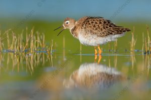 Foto di Combattente (Calidris pugnax)