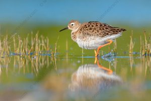 Foto di Combattente (Calidris pugnax)