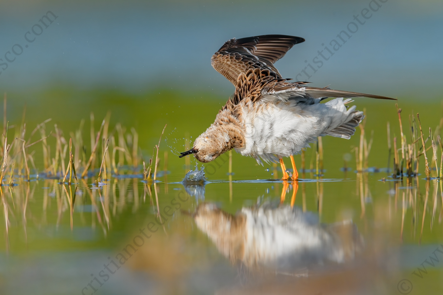 Foto di Combattente (Calidris pugnax)