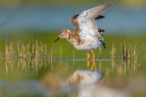 Foto di Combattente (Calidris pugnax)