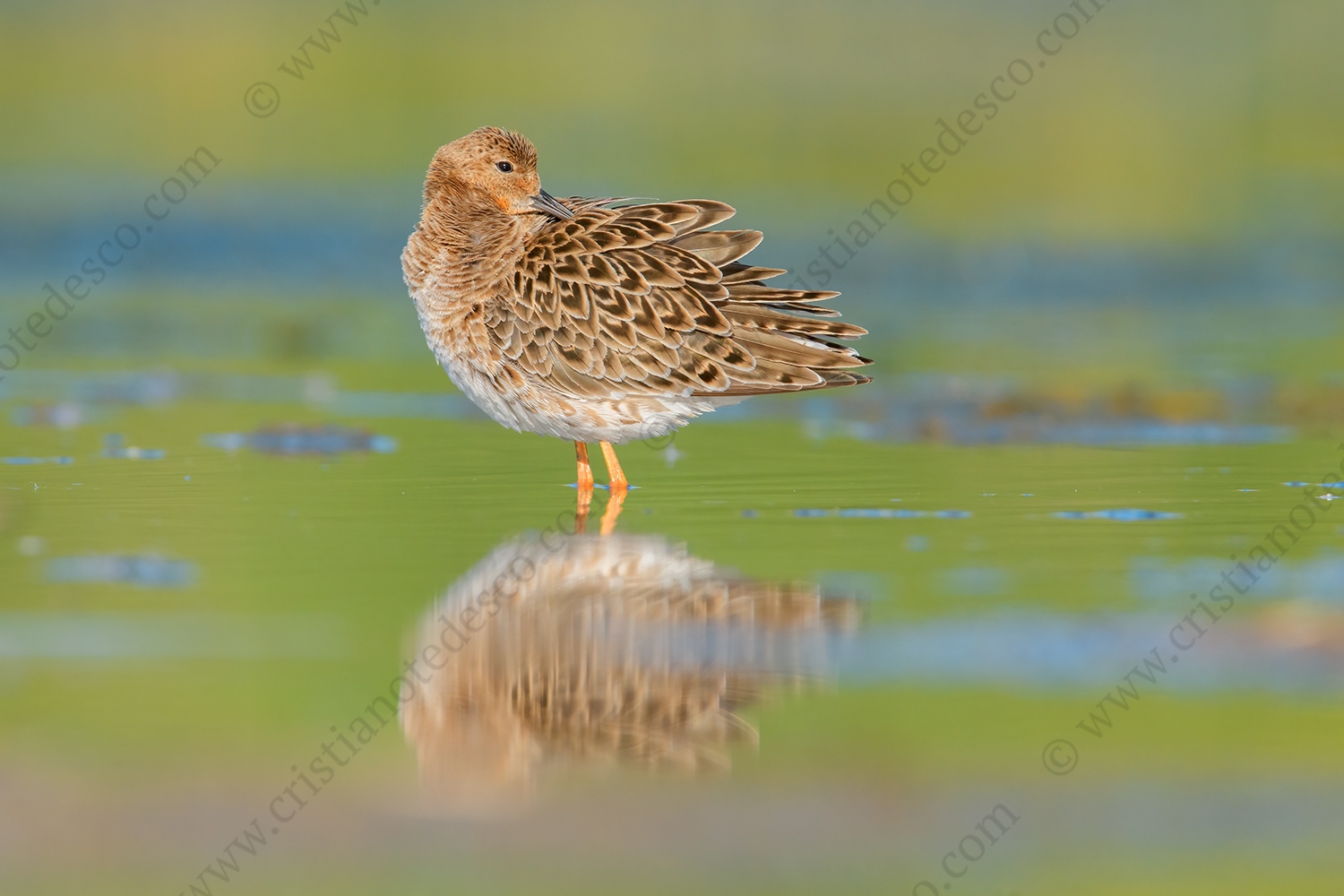 Foto di Combattente (Calidris pugnax)