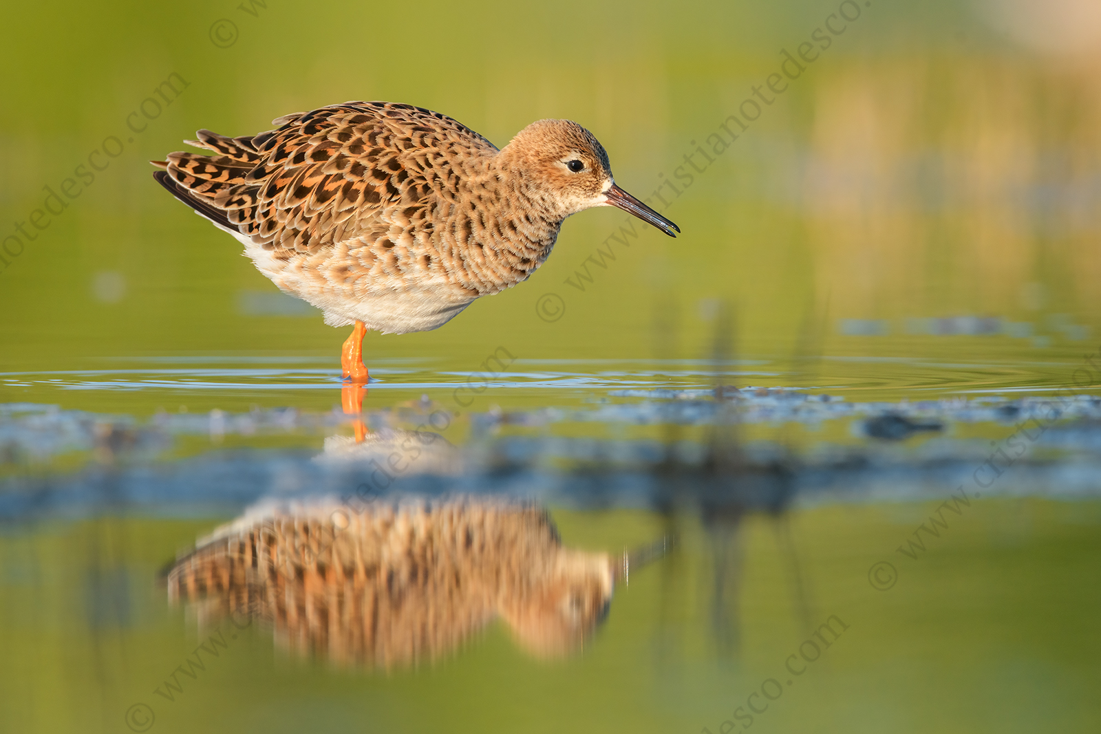 Foto di Combattente (Calidris pugnax)