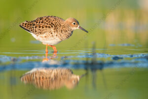 Foto di Combattente (Calidris pugnax)