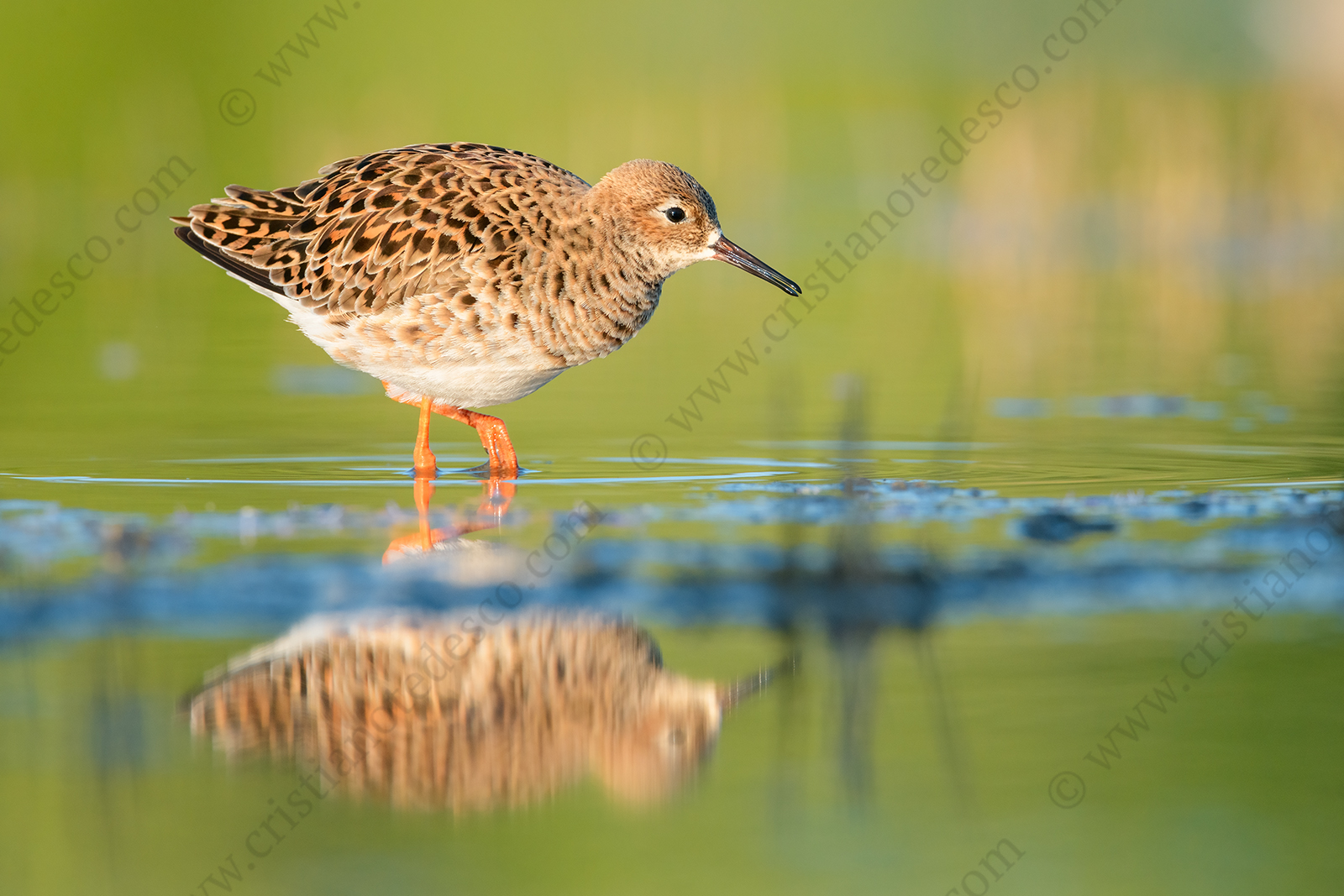 Foto di Combattente (Calidris pugnax)