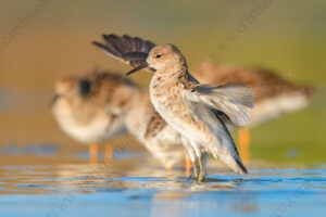 Foto di Combattente (Calidris pugnax)