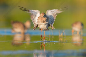 Foto di Combattente (Calidris pugnax)