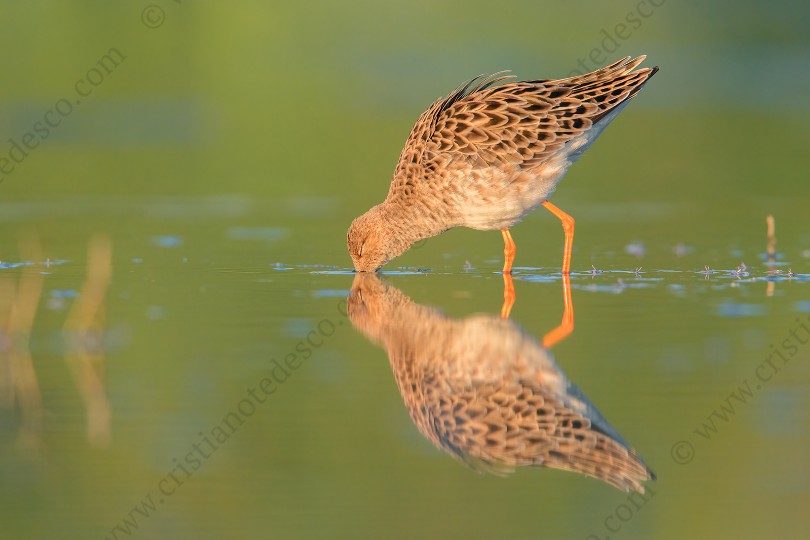 Foto di Combattente (Calidris pugnax)