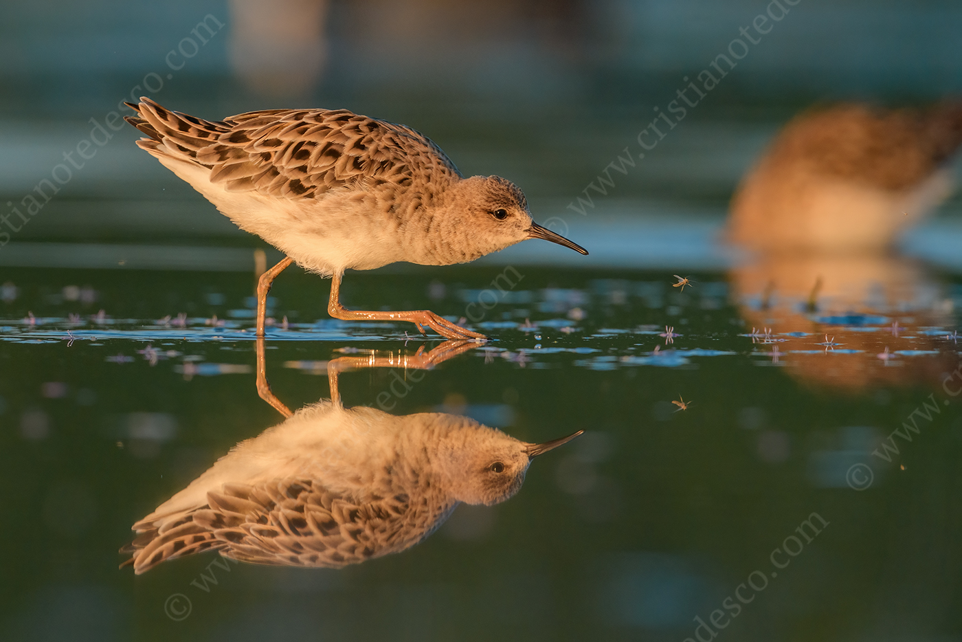 Foto di Combattente (Calidris pugnax)