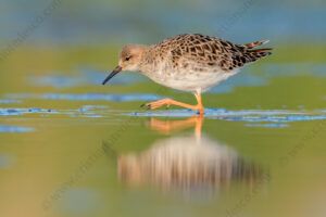 Foto di Combattente (Calidris pugnax)