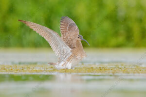 Photos of Whimbrel (Numenius phaeopus)