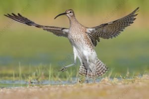 Photos of Whimbrel (Numenius phaeopus)