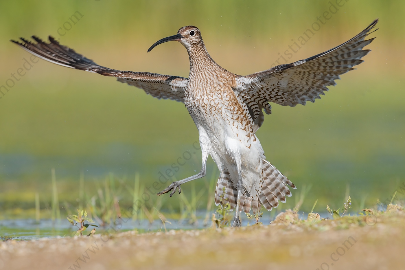 Foto di Chiurlo piccolo (Numenius phaeopus)