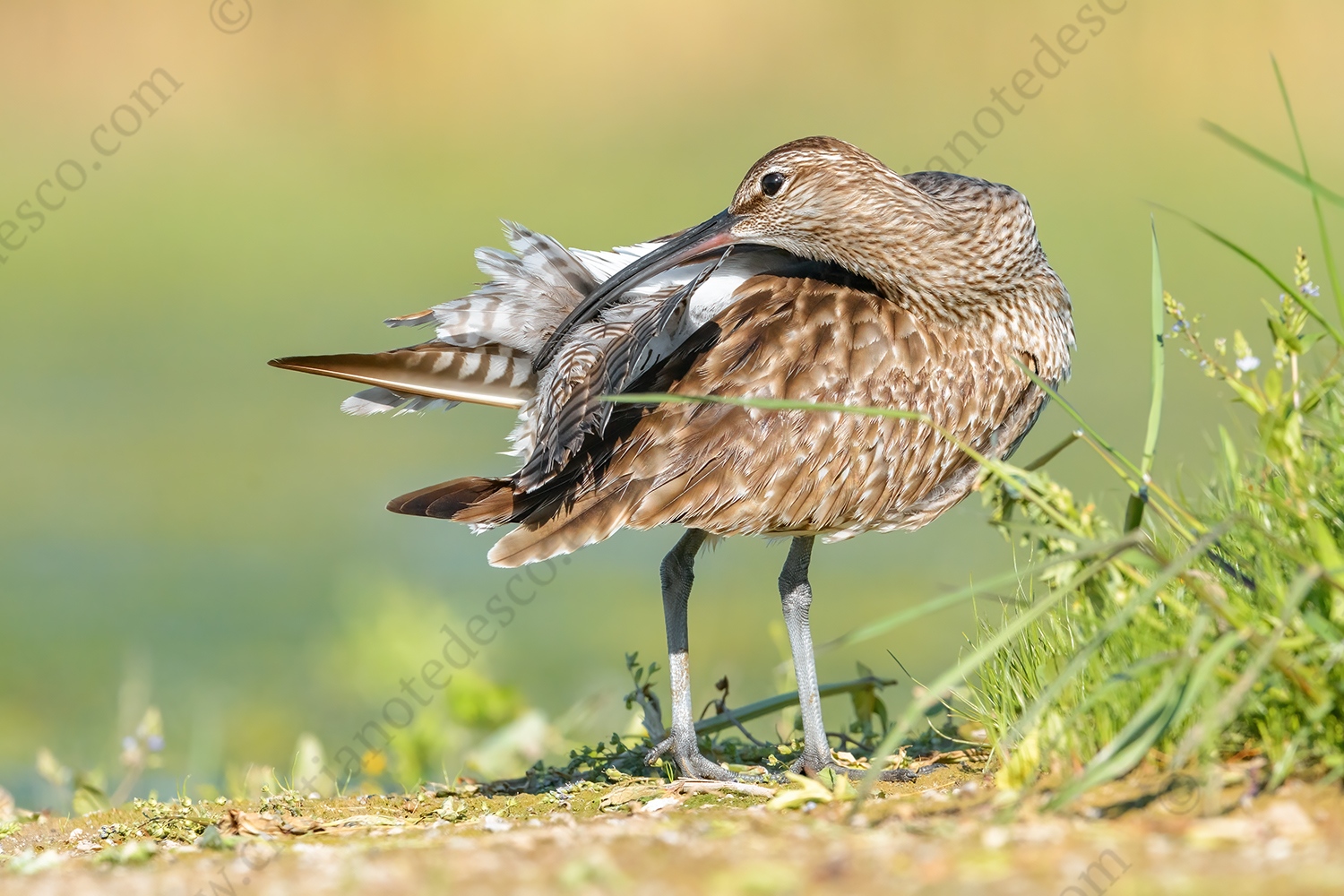 Photos of Whimbrel (Numenius phaeopus)