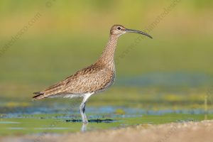 Foto di Chiurlo piccolo (Numenius phaeopus)