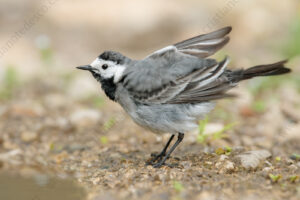 Foto di Ballerina bianca (Motacilla alba)